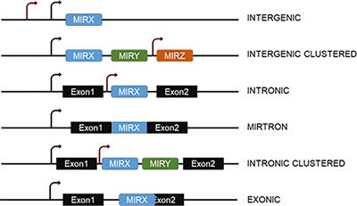 Molecular Mechanisms of Nutrient-Mediated Regulation of MicroRNAs in Pancreatic β-cells